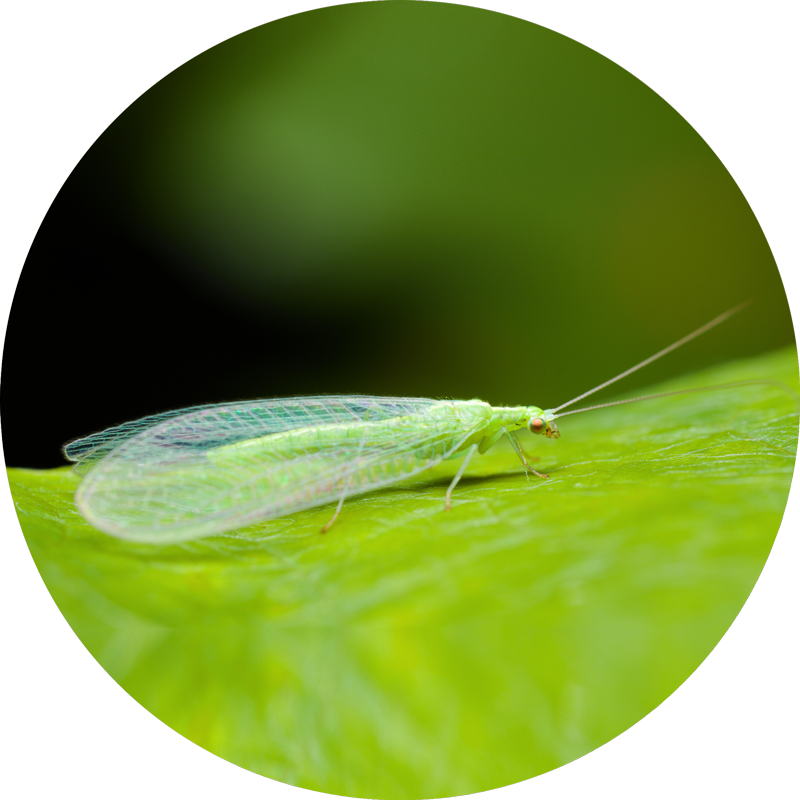 florfliege Icon_Schimmelbefall