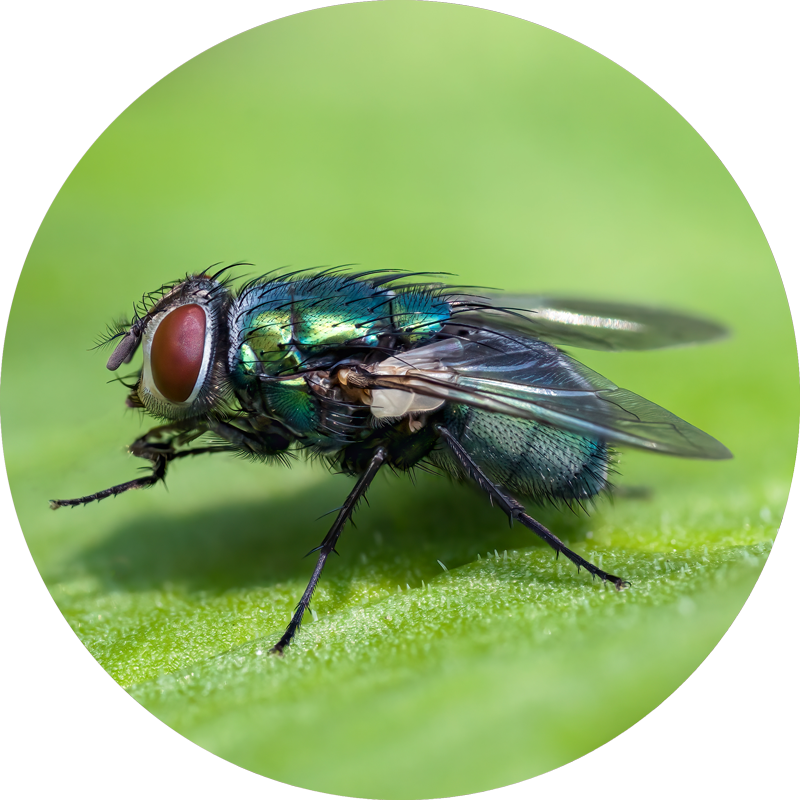 hausfliege Icon_Schimmelbefall