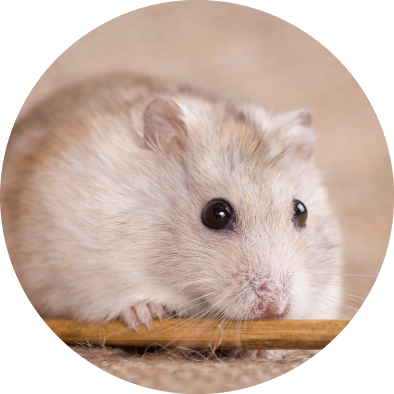maus-ratte Icon_Schimmelbefall