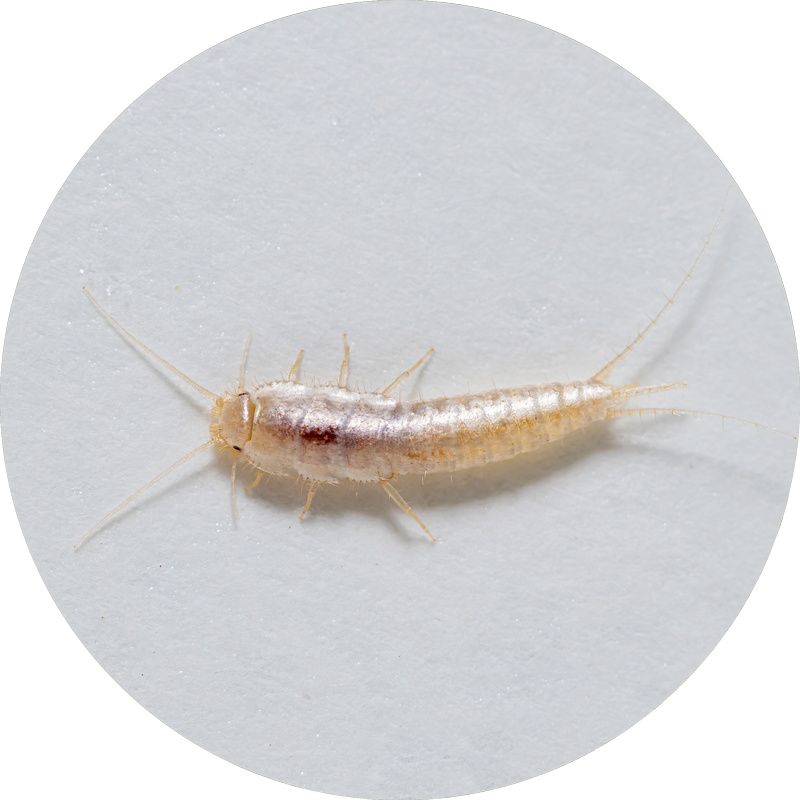 silberfischchen Icon_Schimmelbefall