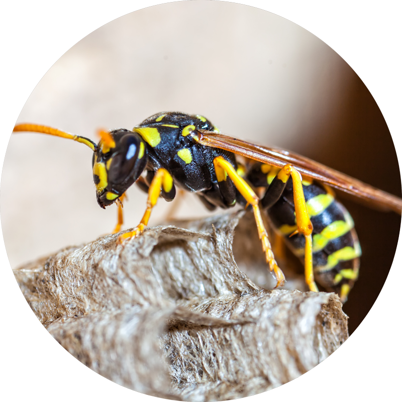 wespe Icon_Schimmelbefall